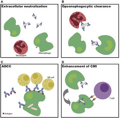 A Case for Antibodies as Mechanistic Correlates of Immunity in Tuberculosis